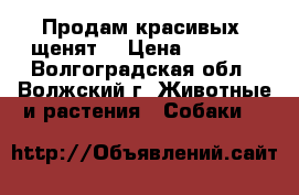 Продам красивых  щенят! › Цена ­ 2 500 - Волгоградская обл., Волжский г. Животные и растения » Собаки   